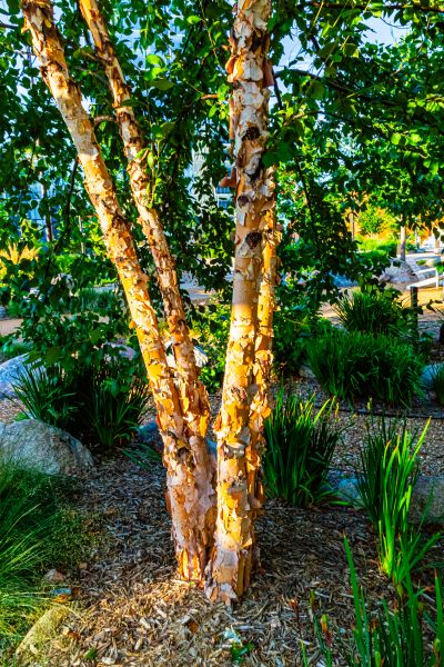 River Birch Trimming in Ballwin