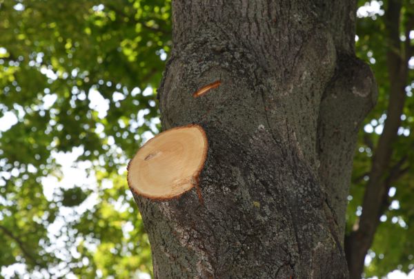 Limb Cutting in Ballwin