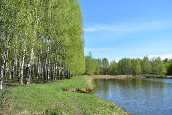 River Birch Pruning in Ballwin