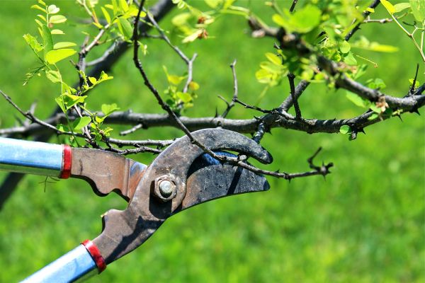 Branches Pruning in Ballwin
