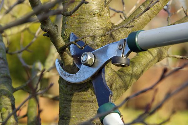 Tree Limb Trimming Service in Ballwin