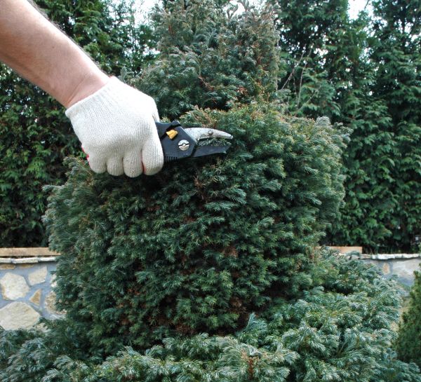 Ornamental Tree Trimming in Ballwin