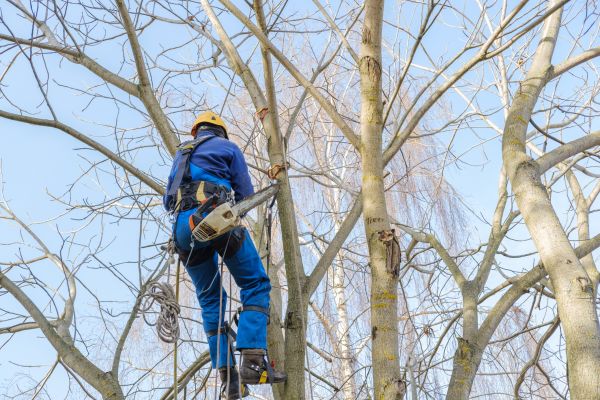 Large Tree Trimming in Ballwin