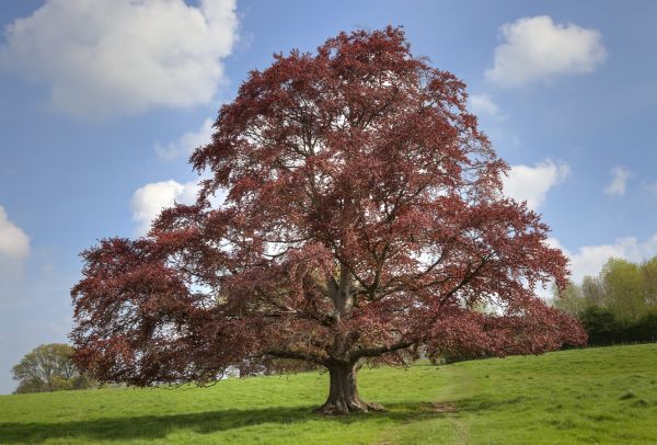Beech Tree Pruning in Ballwin