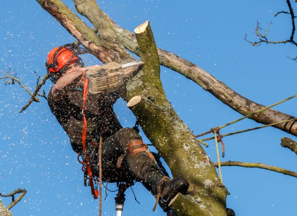 Tree Trimming Service in Ballwin