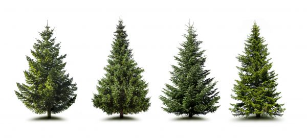 Cost of Pine Tree Trimming in Ballwin