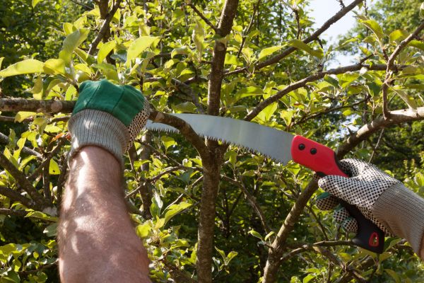 Apple Tree Trimming in Ballwin